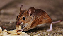 24 Hour & Emergency Exterminators in McGraw Hill Companies, IA
